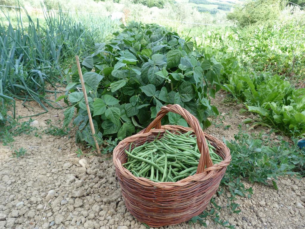 Agriturismo Apparita Montecastelli Pisano Eksteriør bilde