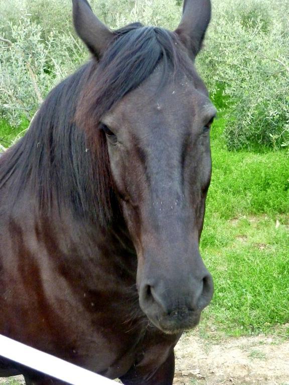 Agriturismo Apparita Montecastelli Pisano Eksteriør bilde